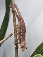 Chameleon pardálí Nosy be