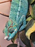 Chameleon pardálí Nosy be