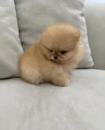 Prodáváme pomeraniana s PP