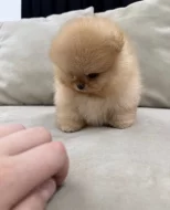 Prodáváme pomeraniana s PP