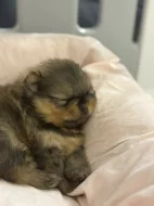 Prodáváme pomeraniana s PP