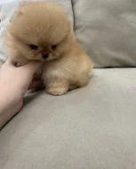 Prodáváme pomeraniana s PP