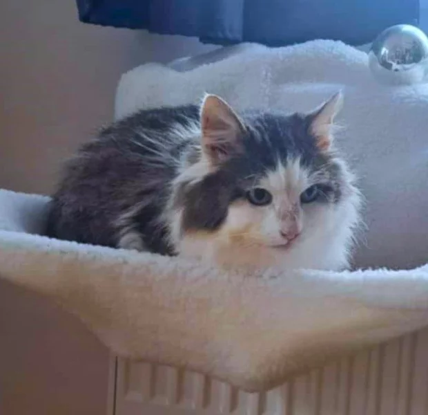 Kocourek Svařák hledá nový domov