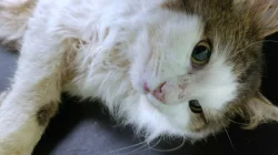 Kocourek Svařák hledá nový domov