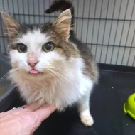 Kocourek Svařák hledá nový domov