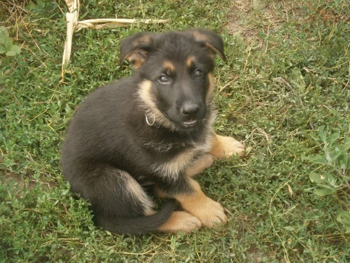 Nabízím štěnata Německého ovčáka
