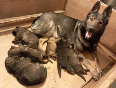 Německý ovčák štěnata s pp