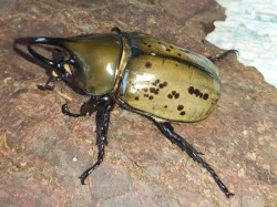 Aktuální nabídka larev zlatohlávků a nosorožíků