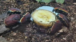 Aktuální nabídka larev zlatohlávků a nosorožíků