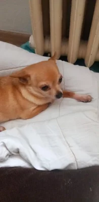 Prodám civavu krémová  fena nar.13.4.2025