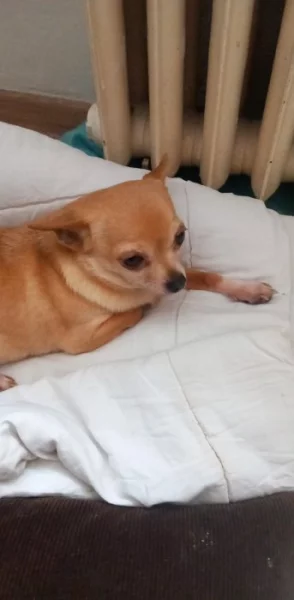 Prodám civavu krémová  fena nar.13.4.2025