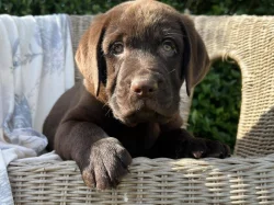 Štěňata labradora na prodej.