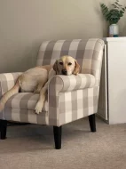 Štěňata labradora na prodej.