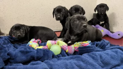 Štěňata labradora na prodej.