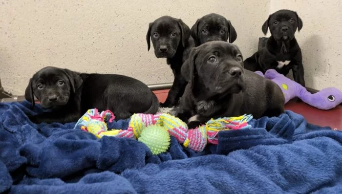 Štěňata labradora na prodej.