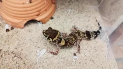 Prodej pagekonů Underwoodisaurus milii