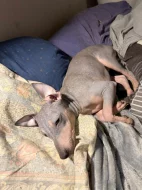 Americký bezsrstý teriér - štěně (fenka)