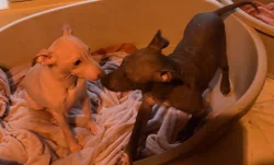 Americký bezsrstý teriér - štěně  3,5 měs - pejsek, béžový - bílá čokoláda