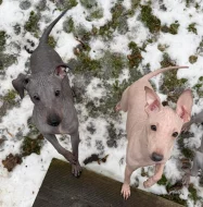 Americký bezsrstý teriér - štěně  3,5 měs - pejsek, béžový - bílá čokoláda