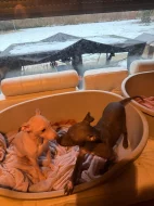 Americký bezsrstý teriér - štěně  3,5 měs - pejsek, béžový - bílá čokoláda