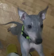 Americký bezsrstý teriér - štěně (fenka)