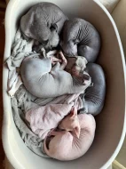 Americký bezsrstý teriér - štěně  3,5 měs - pejsek, béžový - bílá čokoláda