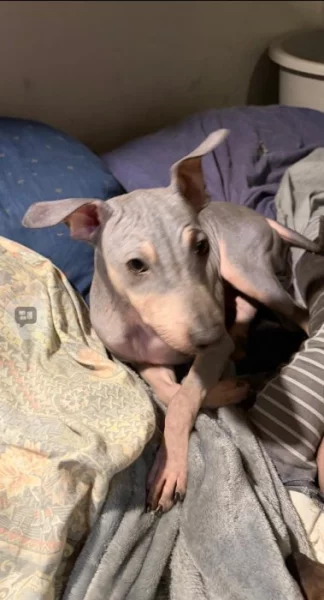 Americký bezsrstý teriér - štěně (fenka)