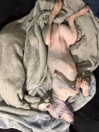 Americký bezsrstý teriér - štěně (fenka)