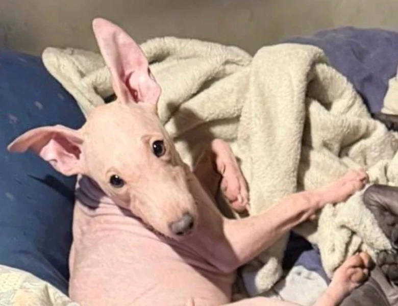 Americký bezsrstý teriér - štěně  3,5 měs - pejsek, béžový - bílá čokoláda