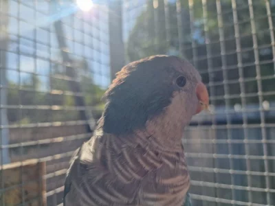 Pár - Mnišek šedý