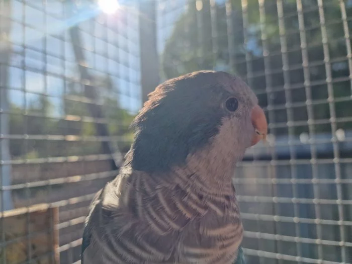 Pár - Mnišek šedý