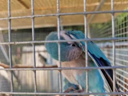 Pár - Mnišek šedý