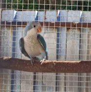 Pár - Mnišek šedý