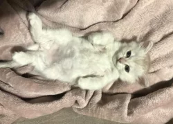 Burmilla - koťátka s PP