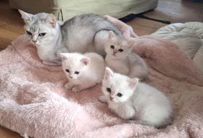 Burmilla - koťátka s PP