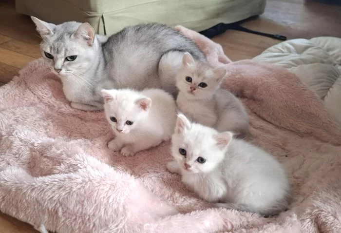 Burmilla - koťátka s PP