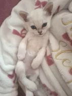 Burmilla - koťátka s PP