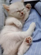 Burmilla - koťátka s PP