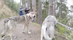 Československý vlčák