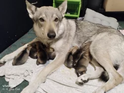 Československý vlčák