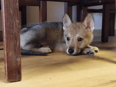 Československý vlčák