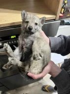 Československý vlčák