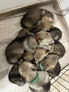 Československý vlčák