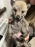 Československý vlčák