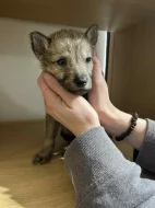 Československý vlčák