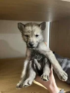 Československý vlčák