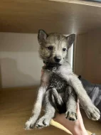 Československý vlčák