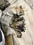 Československý vlčák