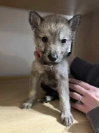 Československý vlčák