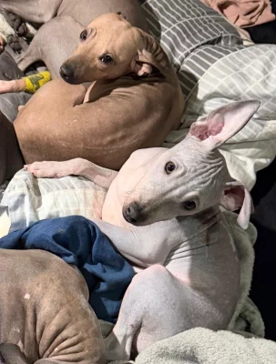 3,5 měsíční štěně (pejsek) - americký bezsrstý teriér s PP - modrý.